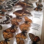 Conservare collezioni entomologiche